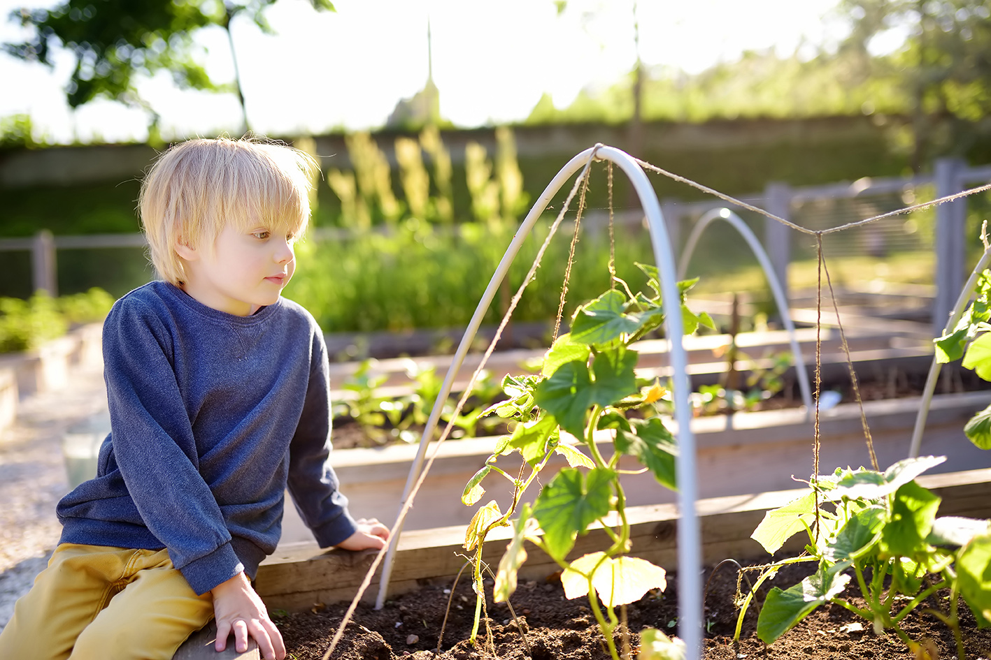 Little child is in community kitchen garden. Raised garden beds with plants in vegetable community garden.